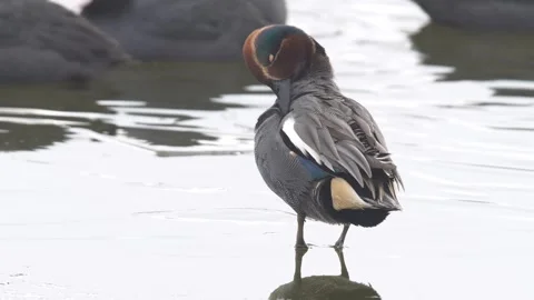 Eurasian Teal Stock Footage 332422892