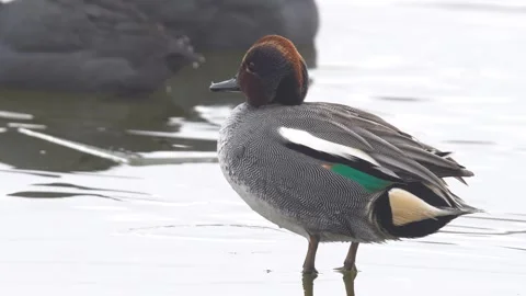 Eurasian Teal Stock Footage 332616035