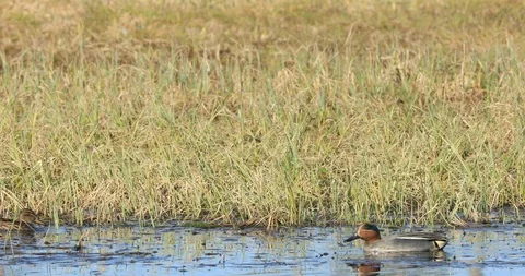 Eurasian teal or common teal, Anas crecca, is a common and widespread duck Stock Footage 87501078