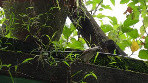 Eurasian Tree Sparro Stock Footage 319996300