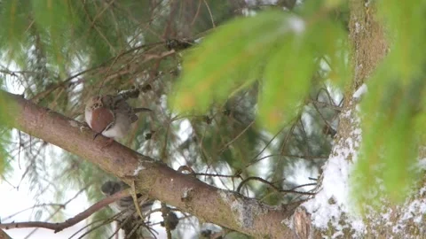 Eurasian tree sparrow, on a branch Stock Footage 238466776