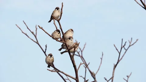 Eurasian tree sparrow on a branch, Passer montanus Stock Footage