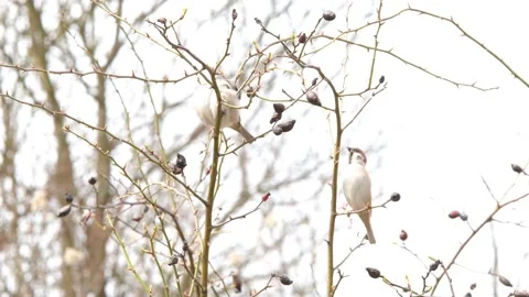 Eurasian tree sparrow, on a branch, in the spring, with grass in its beak Stock Footage 238466728