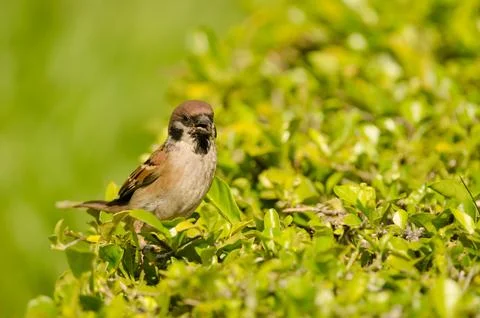 Eurasian tree sparrow calling. Stock Photos
