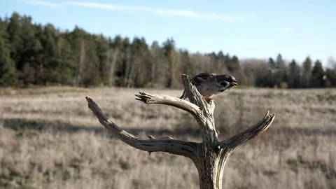 Eurasian tree sparrow chewing on a piece of food. Video stock 172263367