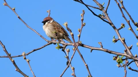 Eurasian Tree Sparrow Close-Up Against Blue Sky – 4K Stock-Footage 320170509