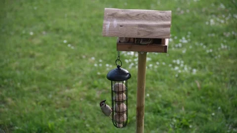 Eurasian tree sparrow feeding on suet fat balls in a backyard garden Vídeos de archivo 336865537