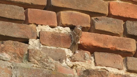 Eurasian tree sparrow feeds chick. bird nest in brick wall. Stock Footage 149010521