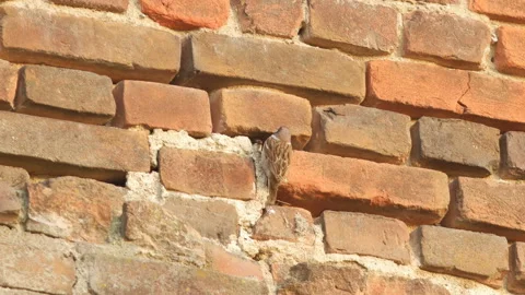 Eurasian tree sparrow feeds chick. Bird climbs into a nest in a brick wall. Stock Footage 149010538