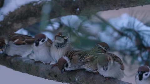 Eurasian tree sparrow Stock Footage 263030259