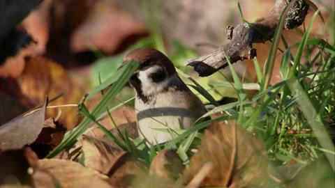 Eurasian Tree Sparrow foraging Among Fallen Leaves Stock Footage 314053622