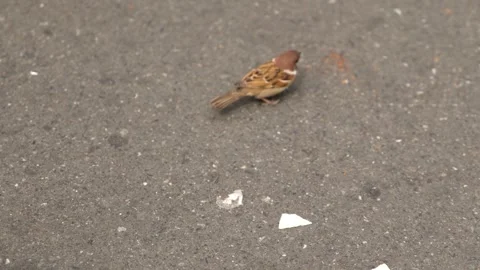 Eurasian Tree Sparrow Foraging on Asphalt Street Ground Stock Footage 345699924