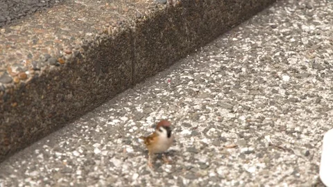 Eurasian Tree Sparrow Foraging on Concrete Pavement Stock Footage 345710711
