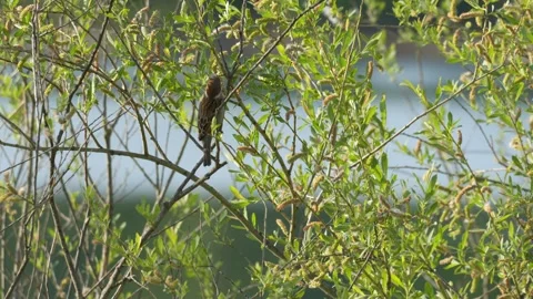 Eurasian Tree Sparrow Foraging in Willow Tree - 4K Wildlife B-Roll Vídeos de archivo 335255660