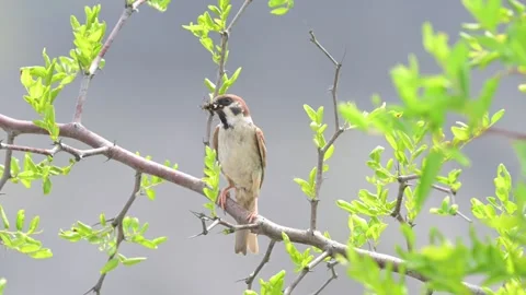 Eurasian Tree Sparrow with Insect in Beak Under Wild Jujube Tree Stock Footage 342580789