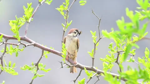 Eurasian Tree Sparrow with Insect in Beak Under Wild Jujube Tree Stock Footage 342679085