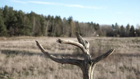 Eurasian tree sparrow makes a nice slow motion landing. Stock-Footage 172263289