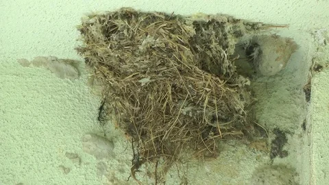 Eurasian Tree Sparrow, Malaysia Stockbeeldmateriaal 70795642