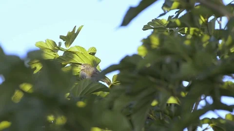 Eurasian Tree Sparrow (Passer montanus), beautiful bird feeding hungry baby o Stock Footage 78748720