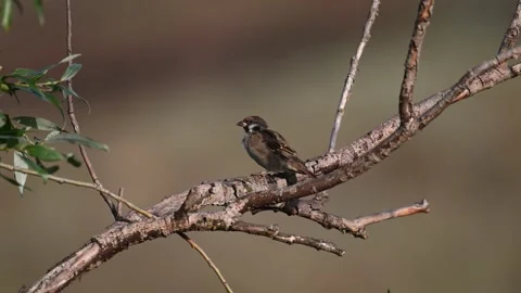 Eurasian tree sparrow, Passer montanus. In the wild Stock-Footage 231163584