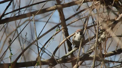 Eurasian tree sparrow, Passer montanus, Spain Stock Footage 234403231