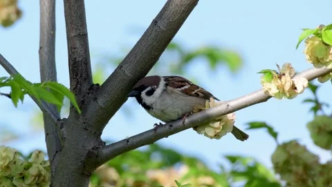 Eurasian tree sparrow, Passer montanus. In the wild 스톡 동영상 240769732