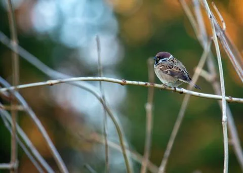 Eurasian Tree Sparrow (Passer montanus) Spotted In Nature Stock Photos
