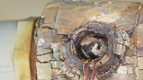 Eurasian Tree Sparrow peeking out from nest Stock Footage 320696615