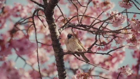 Eurasian Tree Sparrow Perched Amid Tangled Cherry Blossom Branches, Itokawa Stock Footage 341387607
