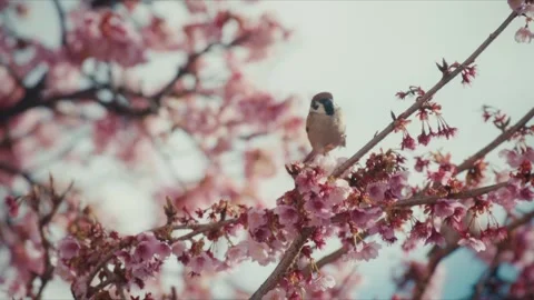 Eurasian Tree Sparrow Perched Among Cherry Blossom Branches, Itokawa River Stock Footage 341387863