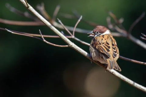 Eurasian Tree Sparrow perched on a bare twig in Bangkok, Thailand Stock Photos