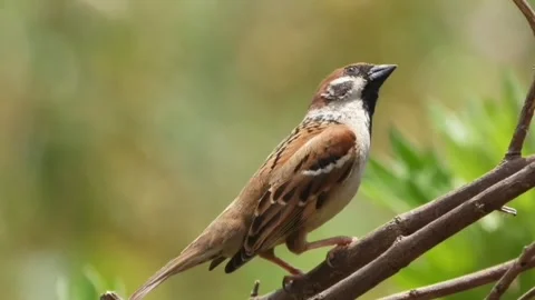 Eurasian tree sparrow perched on a branch in nature Stock Footage 336033405