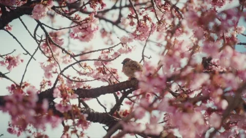 Eurasian Tree Sparrow Perched on Branch Among Cherry Blossoms, Itokawa River Stock Footage 341387702