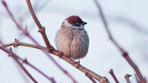Eurasian Tree Sparrow Perched in Bush Branches, Observing Its Surroundings,.. Stock Footage 343614005