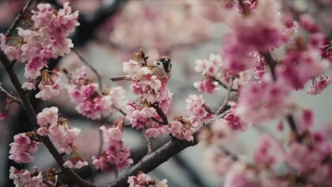 Eurasian Tree Sparrow Perched on Cherry Blossoms, Itokawa River, Atami Stock Footage 341387789