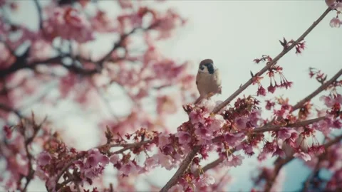 Eurasian Tree Sparrow Perched on Cherry Blossom Branch, Itokawa River, Atami Stock Footage 345376265