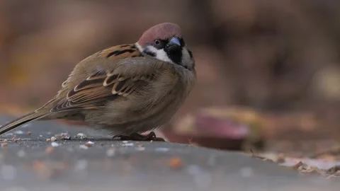 Eurasian tree sparrow perched on a stone surface Видео 334824369
