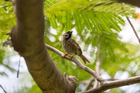 Eurasian Tree Sparrow perched in a tree looking up in Bangkok, Thailand Stock Photos