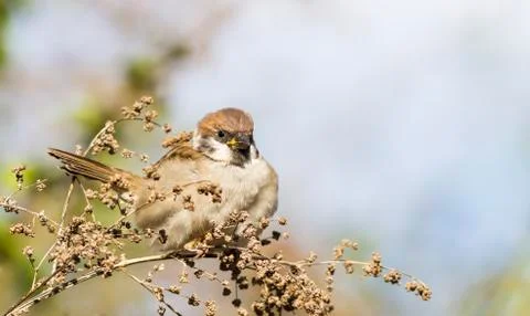 Eurasian Tree Sparrow Stock Photos