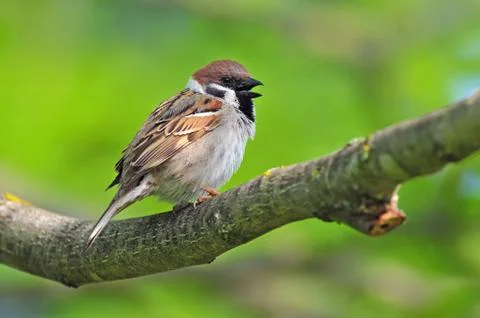 Eurasian tree sparrow Stock Photos