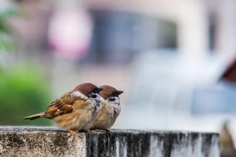 Eurasian Tree Sparrow Stock Photos