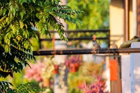 Eurasian Tree Sparrow Stock Photos