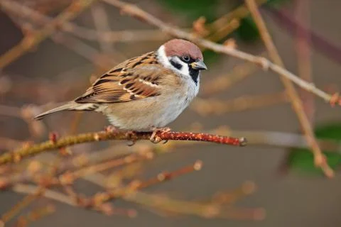 Eurasian tree sparrow Stock Photos