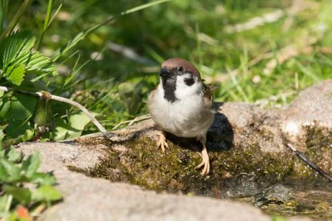 Eurasian tree sparrow Stock Photos