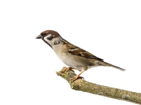 Eurasian Tree Sparrow Stock Photos