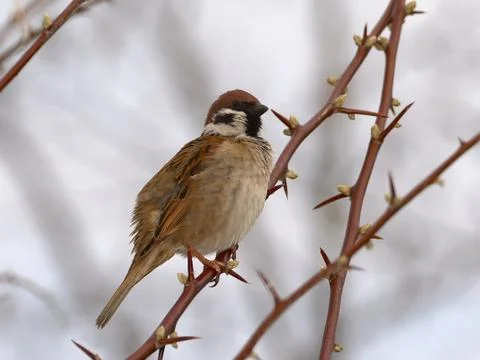 Eurasian tree sparrow. Stock Photos