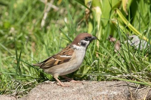 Eurasian tree sparrow Stock Photos
