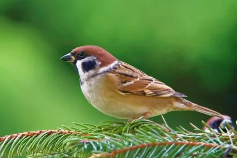 Eurasian tree sparrow Foto stock