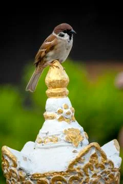 Eurasian tree sparrow Stock Photos