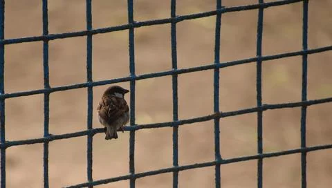 Eurasian tree sparrow Stock Photos